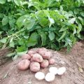 Descrizione della varietà di patate Slavyanka, caratteristiche di coltivazione e cura