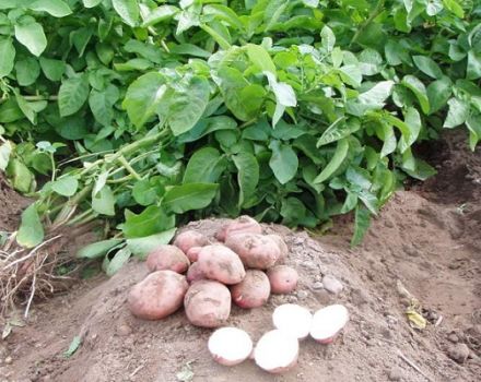 Beskrivning av potatisorten Slavyanka, funktioner för odling och vård