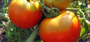 Kenmerken en beschrijving van de tomatenvariëteit Fat Jack, de opbrengst