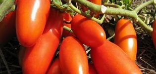 Egenskaper och beskrivning av tomatsorten Gazpacho, dess utbyte