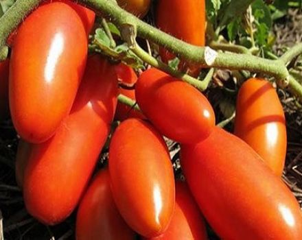 Características y descripción de la variedad de tomate Gazpacho, su rendimiento