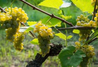 Hogyan lehet szőlőt termeszteni a leningrádi régióban üvegházban és nyílt terepen, ültetés és gondozás