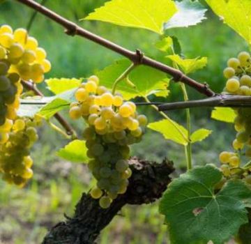 Kā audzēt vīnogas Ļeņingradas apgabalā siltumnīcā un atklātā laukā, stādot un kopjot
