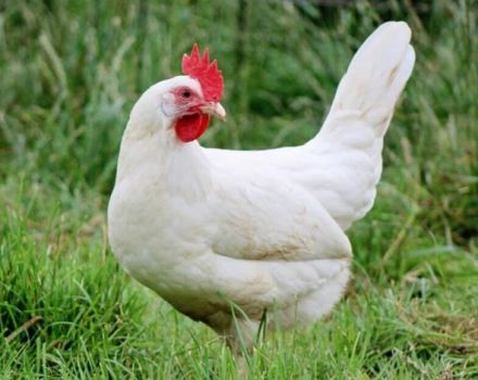 Descrizione e condizioni di conservazione dei polli della razza bianca russa