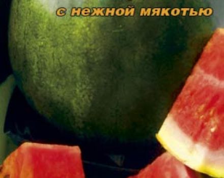 A szabadban növekvő és cukorbaba görögdinnye fajtájának leírása