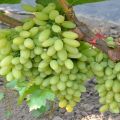 Vynuogių veislės „Kishmish 342“ aprašymas, privalumai ir trūkumai, patarimai, kaip auginti ir prižiūrėti