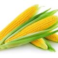 TOP 50 labākās saldās kukurūzas šķirnes ar aprakstu un audzēšanu