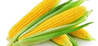 TOP 50 bästa sorter av majs med beskrivning och odling