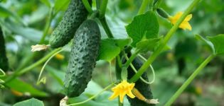 Popis odrůdy okurky červené parmice f1, její výnos a kultivace