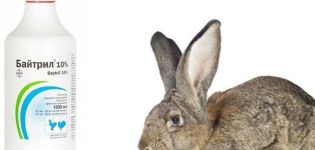 Composizione e istruzioni per l'uso di Baytril per conigli, dosaggio