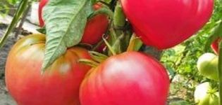 Beskrivning av tomatsorten Rosa hjälm, dess egenskaper