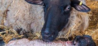 Wat mag er wel en niet aan schapen worden gevoerd na het lammeren en de frequentie van eten