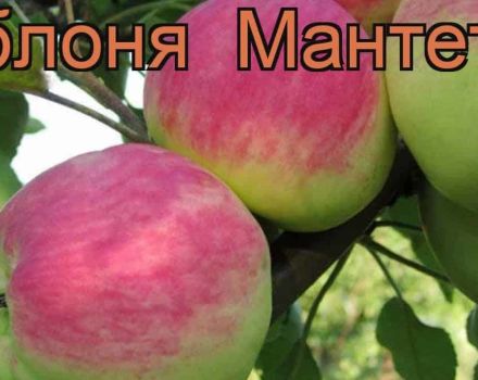 Opis a charakteristika letnej odrody jabloní Mantet, pravidiel pestovania a pestovania