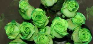 A zöld rózsa legjobb fajtái, a termesztési és ápolási szabályok, a kombináció