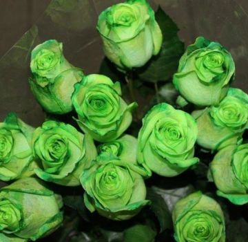 Les meilleures variétés de roses vertes, règles de culture et d'entretien, une combinaison