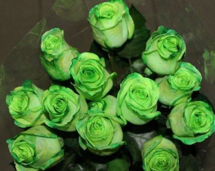 Geriausios žalių rožių veislės, auginimo ir priežiūros taisyklės, derinys