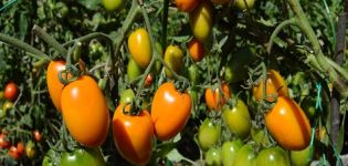Pomidorų veislės Golden Fleece charakteristikos ir aprašymas