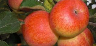 Opis i karakteristike gornističke stabla jabuka, sadnja, uzgoj i briga