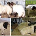 Kalmyk aitu šķirnes apraksts un raksturojums, uzturēšanas noteikumi