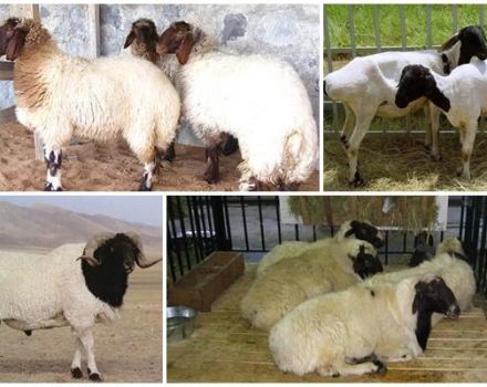 Beschrijving en kenmerken van het Kalmyk-schapenras, onderhoudsregels