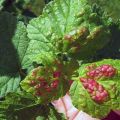Vad man ska göra om röda fläckar visas på bladen på druvor, hur man ska hantera och hur man ska behandla