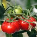 Pomidorų veislės savybės ir apibūdinimas Rinkos stebuklas, derlius