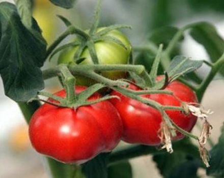 Χαρακτηριστικά και περιγραφή της ποικιλίας ντομάτας Θαύμα της αγοράς, η απόδοση της
