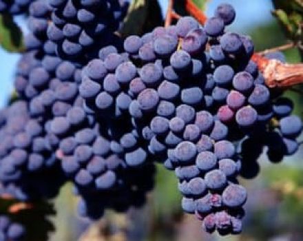 Carmenere vynuogių veislės aprašymas ir savybės, istorija, auginimas ir priežiūra