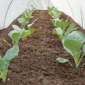 Kaip auginti ir prižiūrėti kopūstus lauke ir šiltnamyje