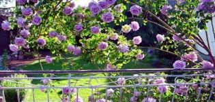 Opis lezeckej ruže odrody Indigoletta, výsadba a starostlivosť