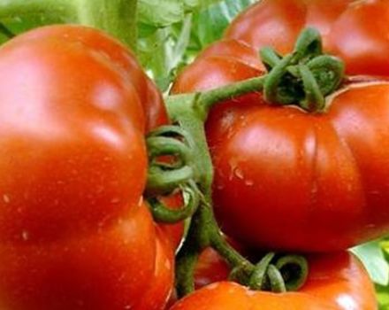 Pomidorų malonumo aprašymas ir savybės, produktyvumas