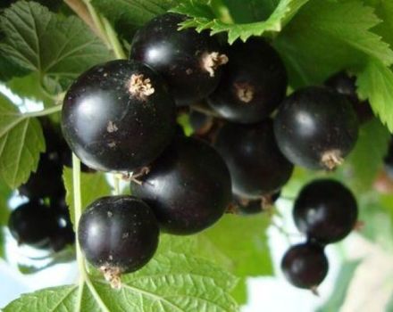 Beskrivning och egenskaper hos Veloy vinbärsorten, plantering och skötsel