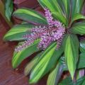 Beschreibung der Cordilina Fruicose Kiwi, Fortpflanzung, Pflanzung und Pflege zu Hause