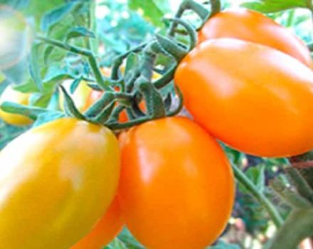 Beskrivning av tomatsorten Gold of the East, dess egenskaper och produktivitet