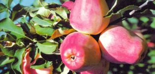 Beskrivning och egenskaper hos Kandil Orlovsky äppelträd, plantering och vård
