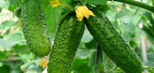 Characteristics and description of the Masha cucumber variety, their planting and care