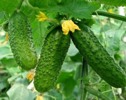 Eigenschaften und Beschreibung der Masha-Gurkensorte, deren Pflanzung und Pflege
