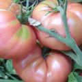 Pomidorų veislės „Pink Elephant“ ir jos derlingumo savybės ir aprašymas