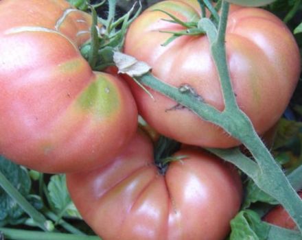 Pomidorų veislės „Pink Elephant“ ir jos derlingumo savybės ir aprašymas