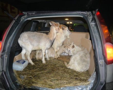 Начини транспорта коза у аутомобилу и могући проблеми