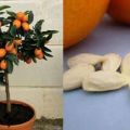 Sodina, augina ir prižiūri apelsiną namuose
