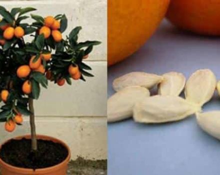 Výsadba, pěstování a péče o pomeranče doma