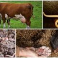 Tegn og symptomer på orme hos køer og kalve, behandling og forebyggelse
