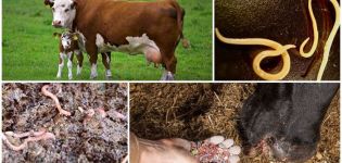 Tecken och symtom på maskar hos kor och kalvar, behandling och förebyggande
