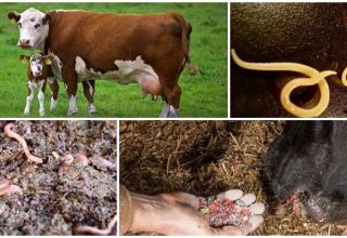 Signos y síntomas de gusanos en vacas y terneros, tratamiento y prevención
