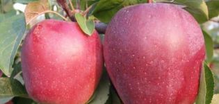 Popis a vlastnosti jabloně Modi, výnos, výsadba a péče