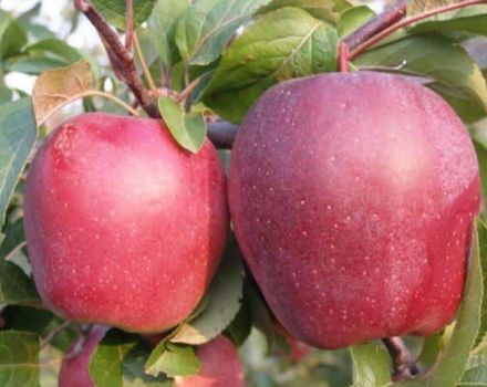 Beskrivning och egenskaper hos Modi äppelträd, avkastning, plantering och skötsel