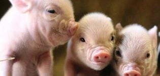 Правила узгоја свиња код куће за почетнике, профитабилност