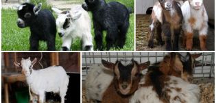 Description and milk yield of Cameroon goats, conditions of their keeping