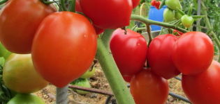 Kenmerken en beschrijving van de tomatenvariëteit Stolypin, de opbrengst